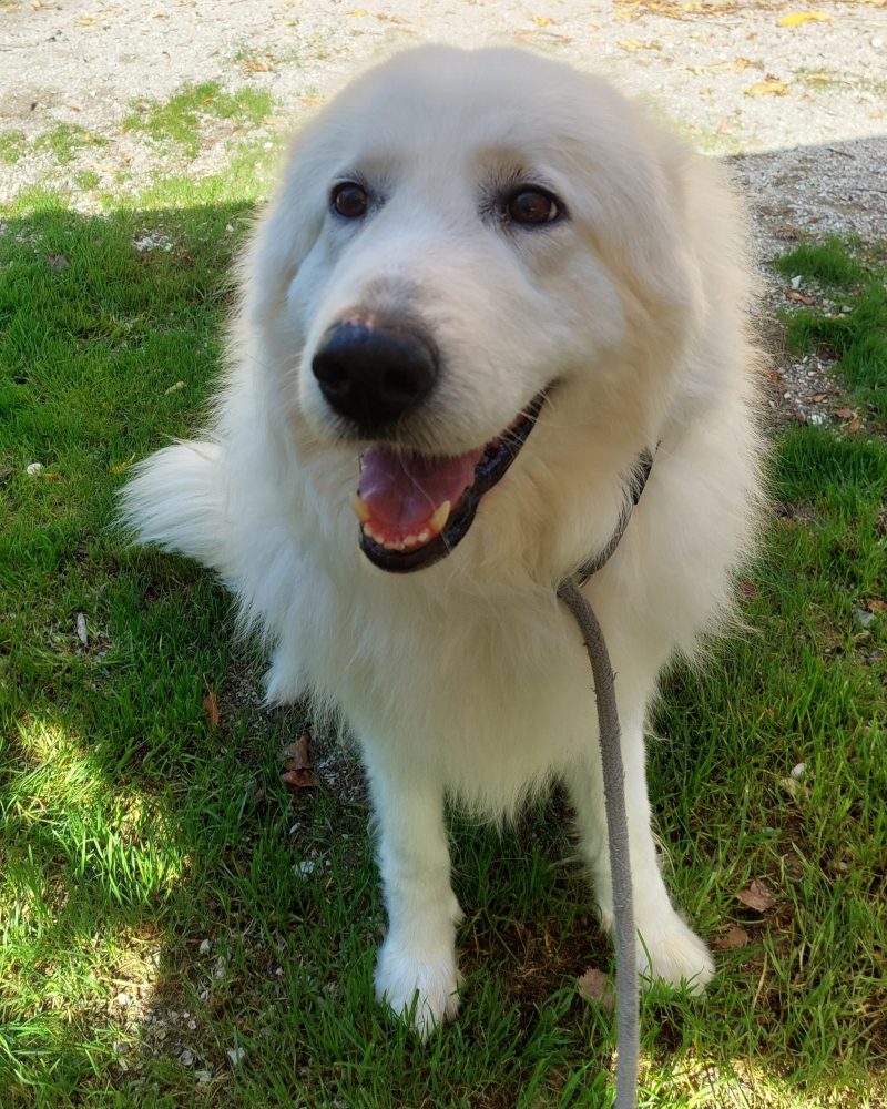Pearl sitting outside looking happy