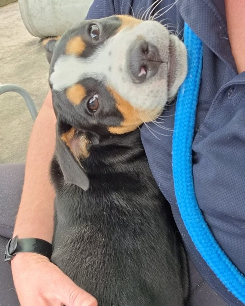 Piper snuggling with a staff member