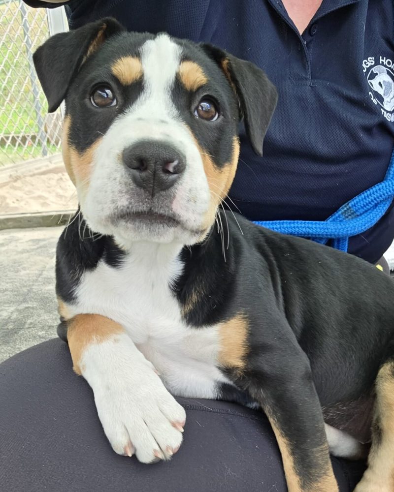 Piper lying in a staff member's lap looking at the camera