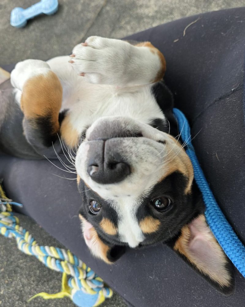 Piper lying on her back looking at camera behind her