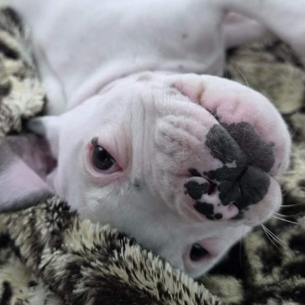 Planet pup Neptune close up