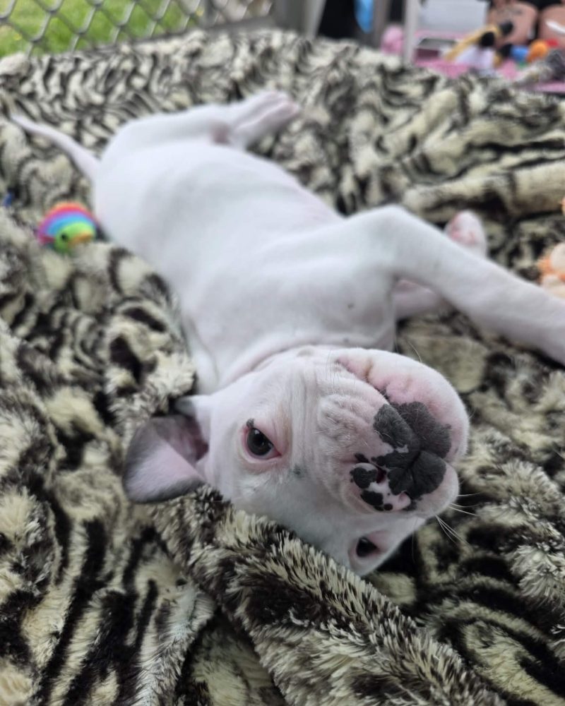 Neptune lying on his blanket looking at the camera