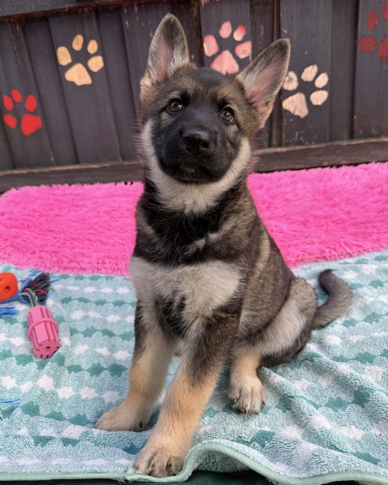 Polly sitting on a blanket