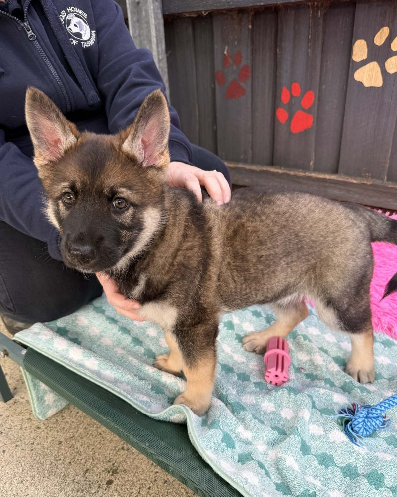 Polly posing standing on a dog bed with a staff member holding her