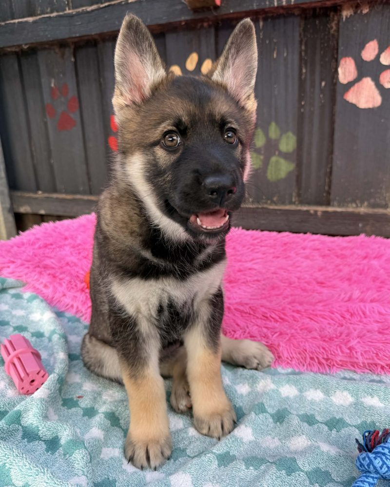 Polly sitting on a dog bed with her mouth open looking cute