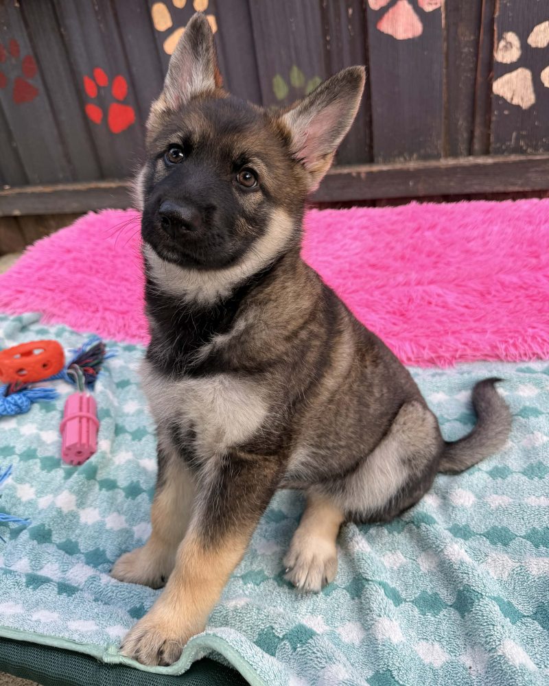 Polly sitting on a dog bed looking cute