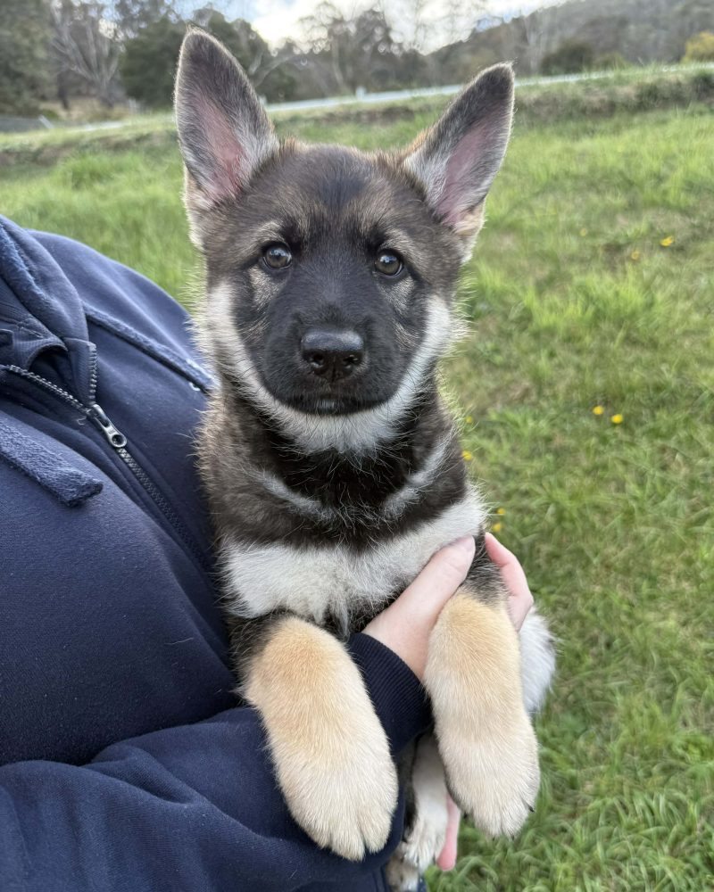 Polly enjoying being held by staff