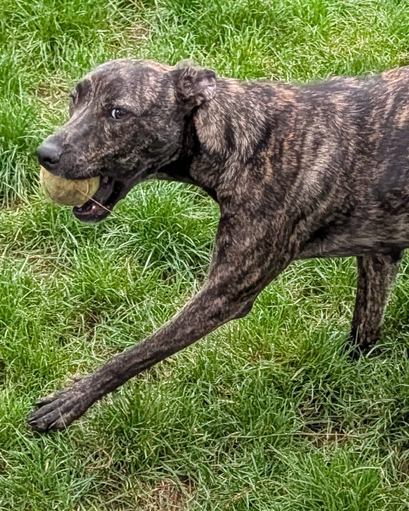 Poppy running with a tennis ball in her mouth