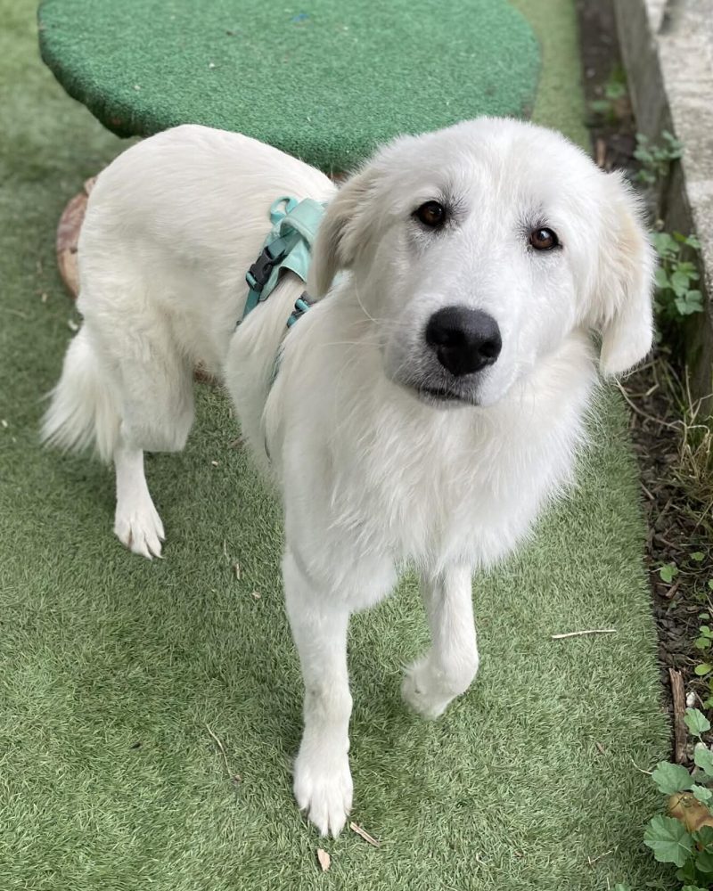 Murphy standing outside looking at the camera with one paw up