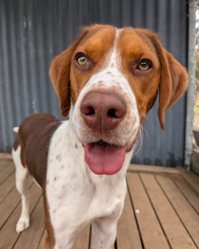 Pretzel looking at the camera