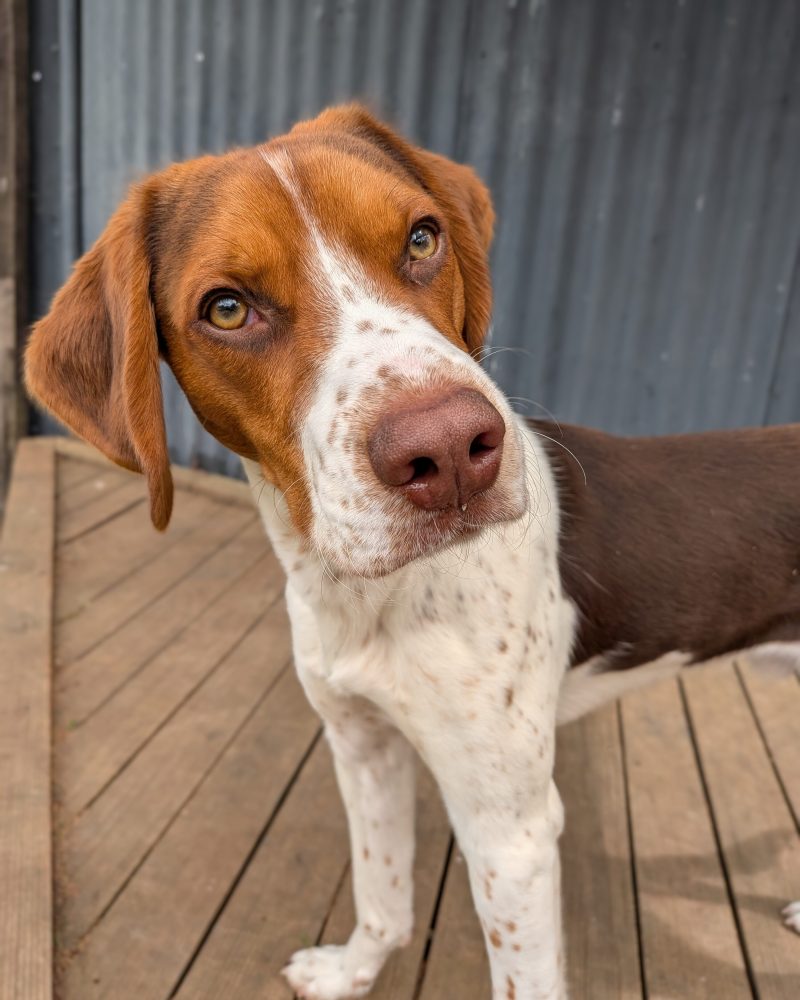 Pretzel looking at the camera, head slightly tilted