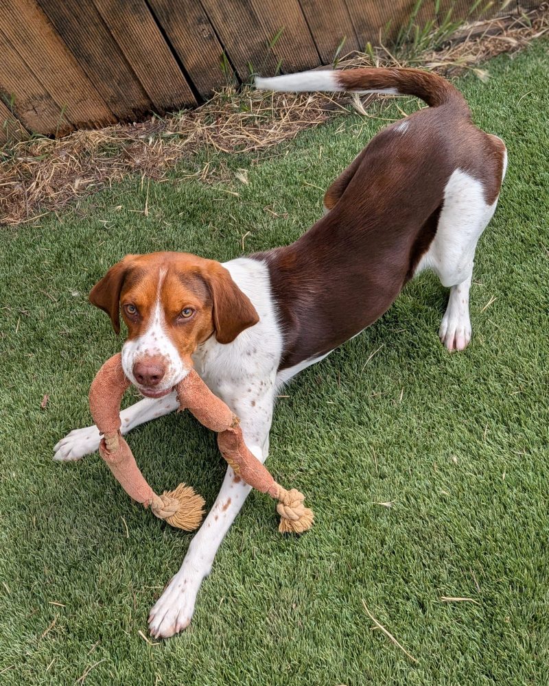 Pretzel playing with a toy