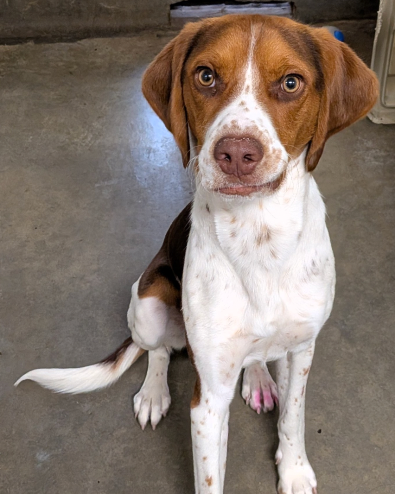 Pretzel sitting and looking at the camera with a goofy expression
