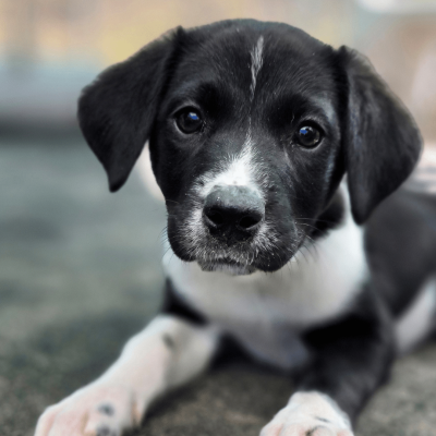 A young pup in the care of the Dogs' Homes.