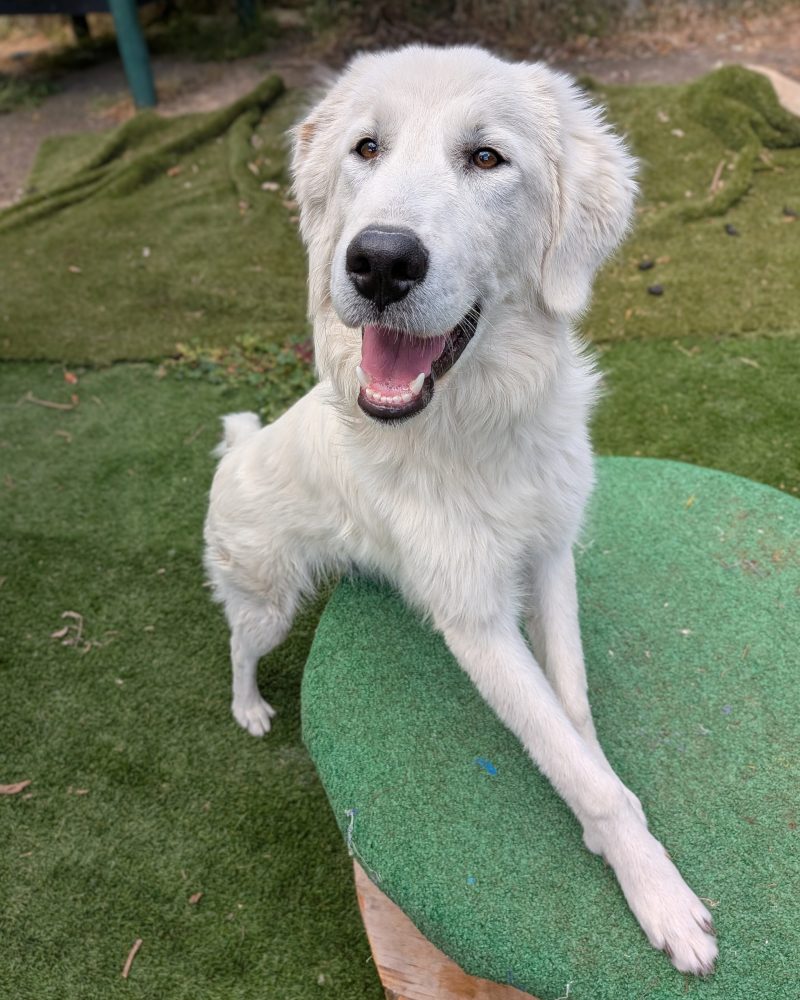 Queenie standing with front legs on a platform looking at the camera