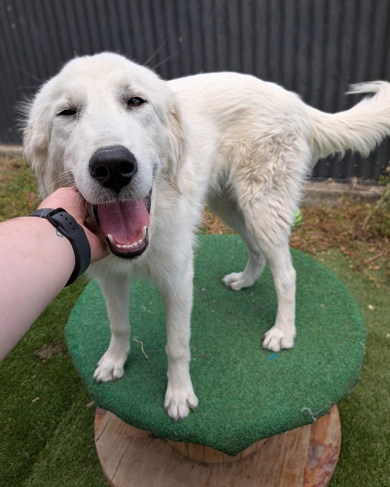 Queening smiling while receiving pats