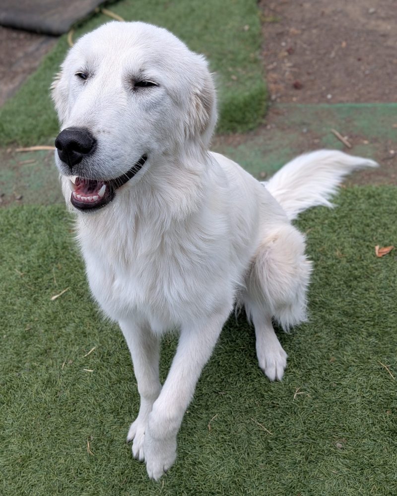 Queenie smiling with her eyes closed and one paw up