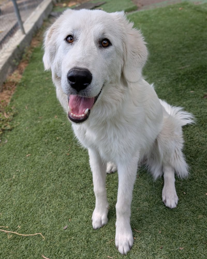 Queenie sitting looking at the camera