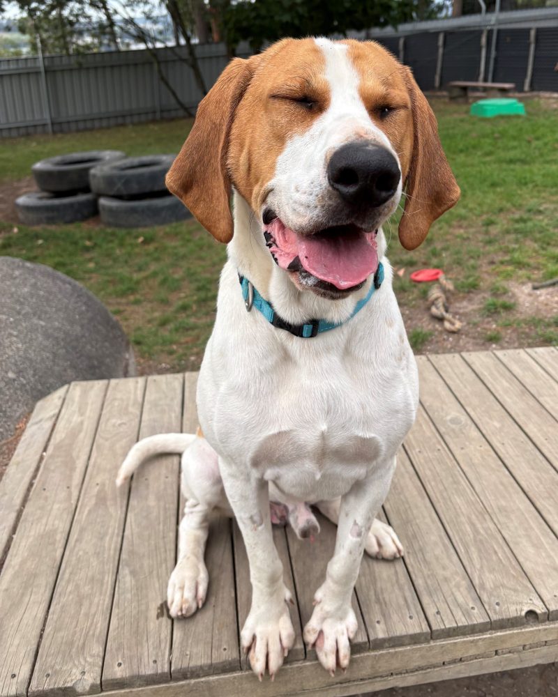 Ragnar sitting outside with his eyes closed looking cute