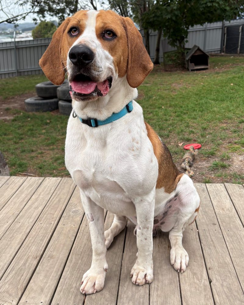 Ragnar sitting on a platform outside paying very good attention to staff
