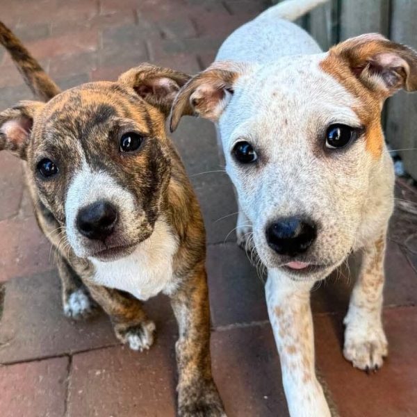 Two weather pups close up