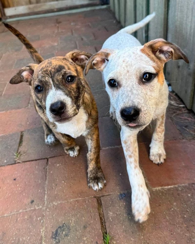Two weather pups Rain and Snow walking towards the camera