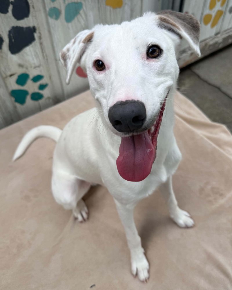 Raymond sitting with his tongue hanging out looking happy