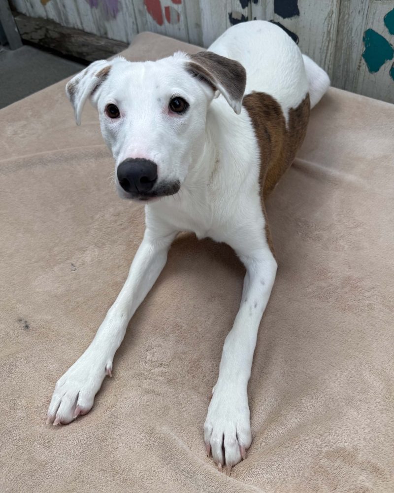 Raymond lying on a blanket looking serious and goofy