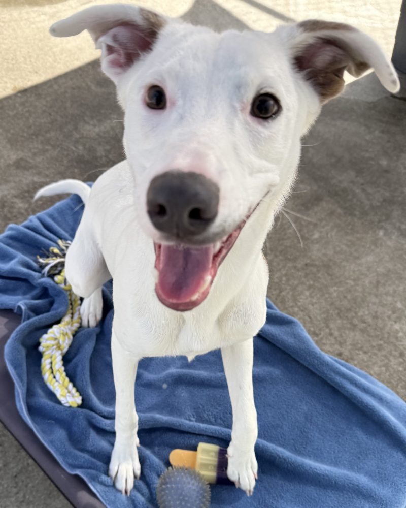Raymond sitting on a dog bed looking happy