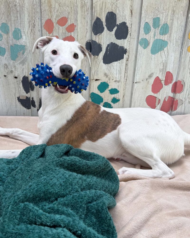 Raymond lying on a blanket with a toy in his mouth