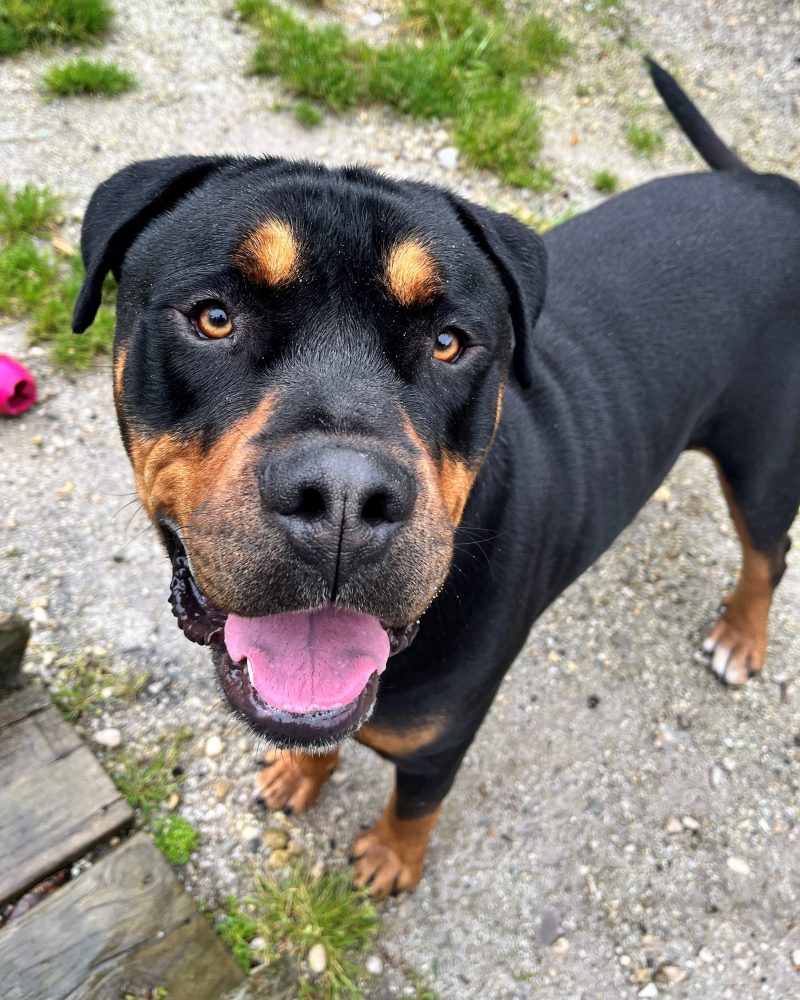Handsome Rex looking curious outside in the yard