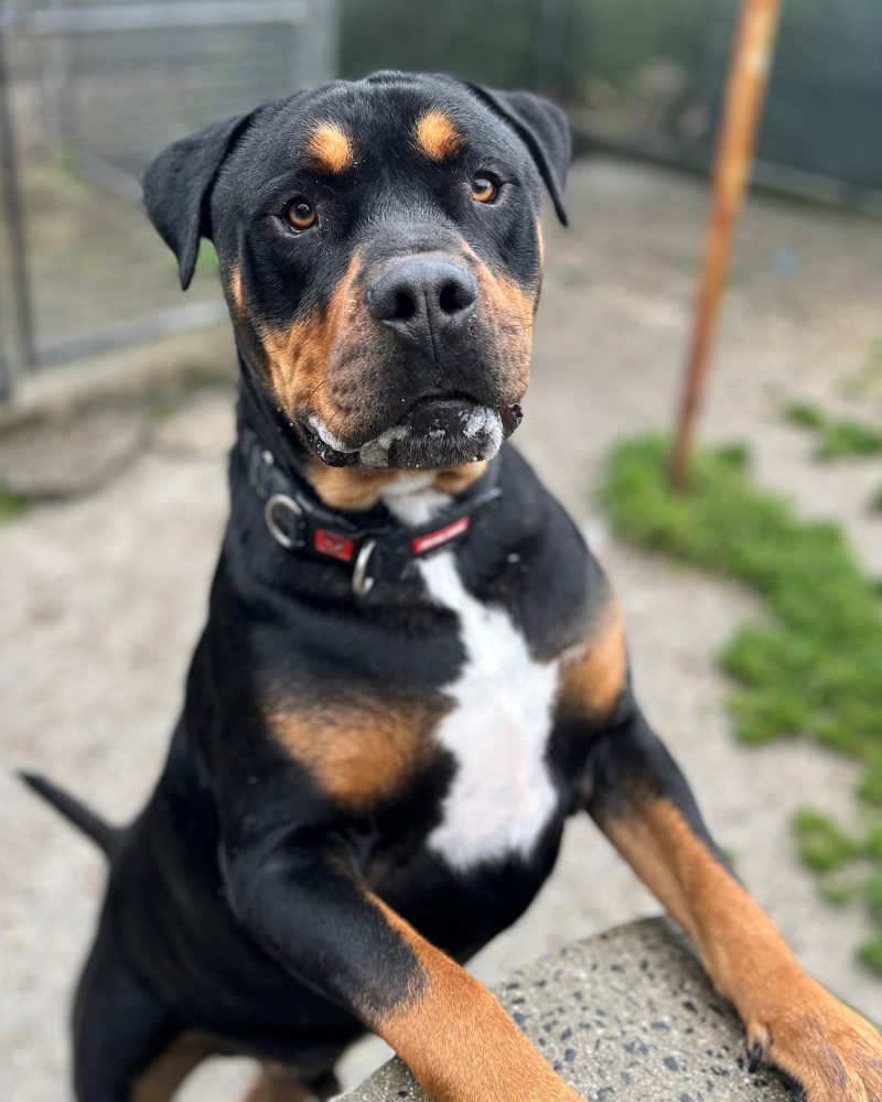 Handsome Rex looking serious, goofy and slobbery