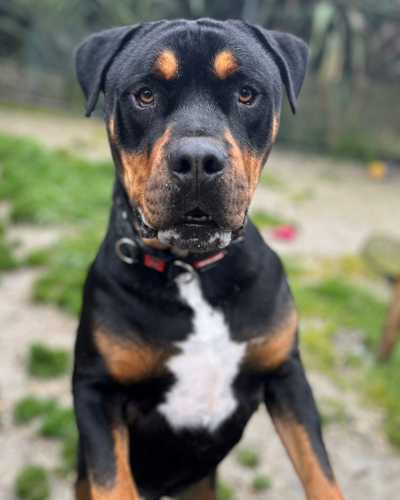 Handsome Rex looking serious, goofy and slobbery