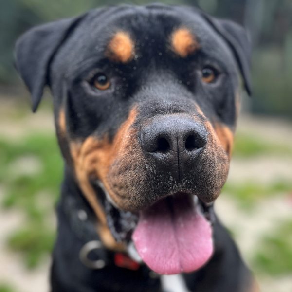 Handsome Rex close up