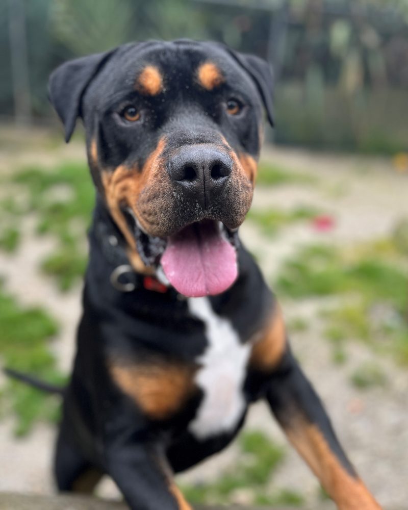 Handsome Rex looking happy outside in the yard