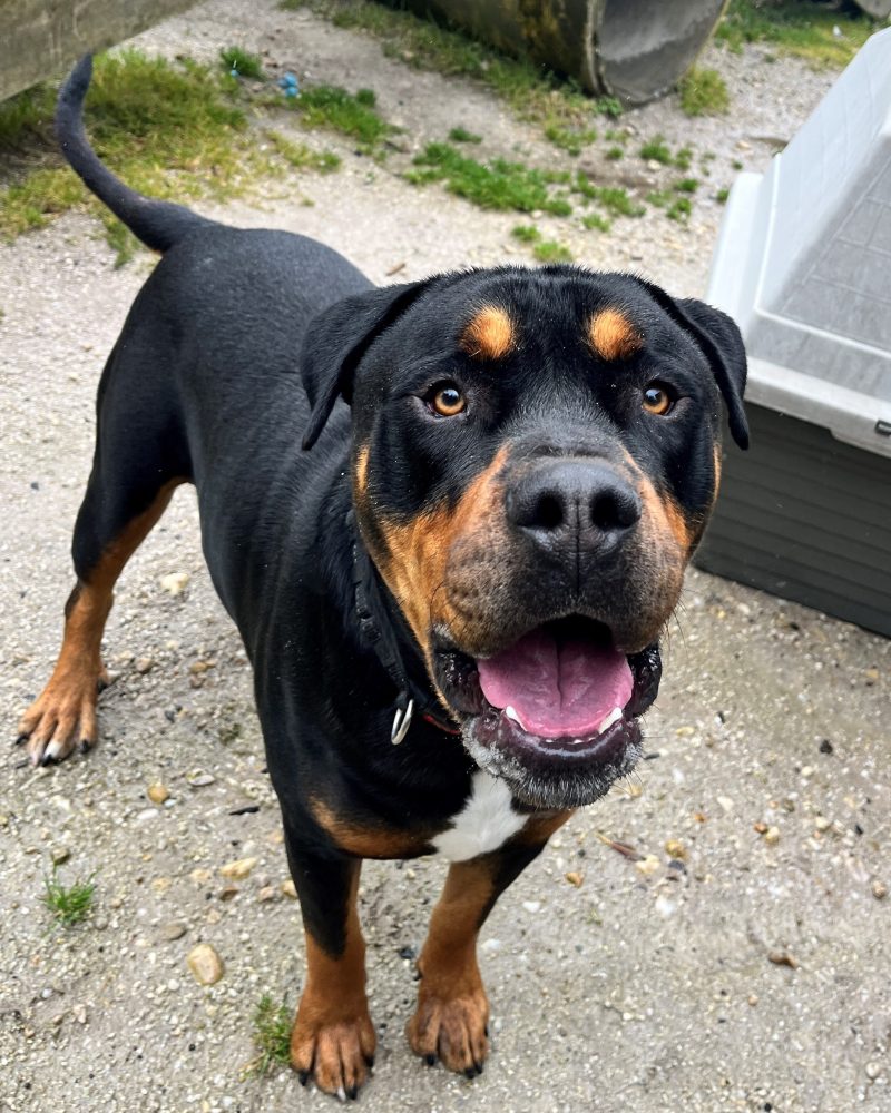 Handsome Rex looking happy outside