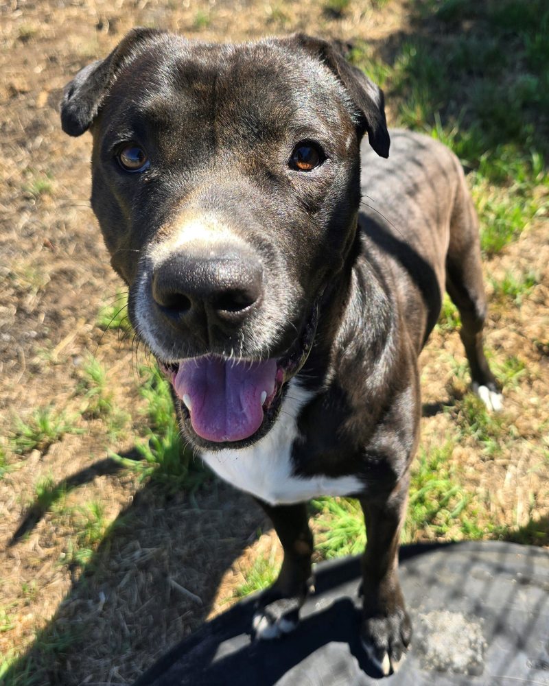 Ripley outside in the sunshine with his front paws on a tyre