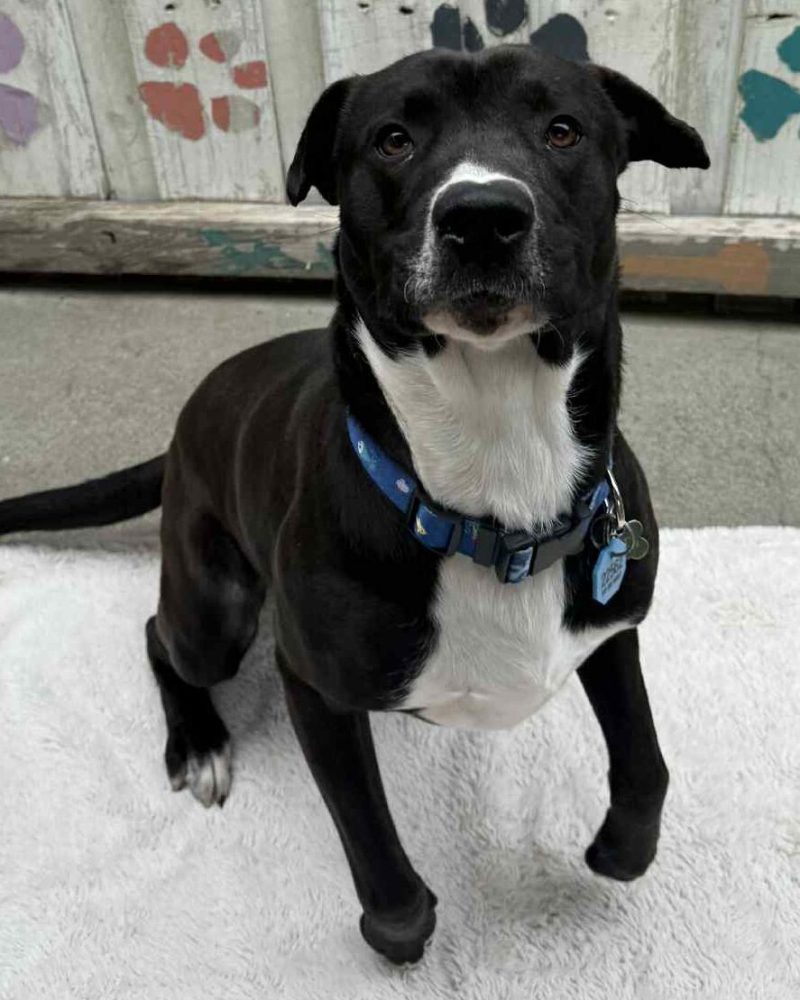 Ripley standing on a blanket with one paw up
