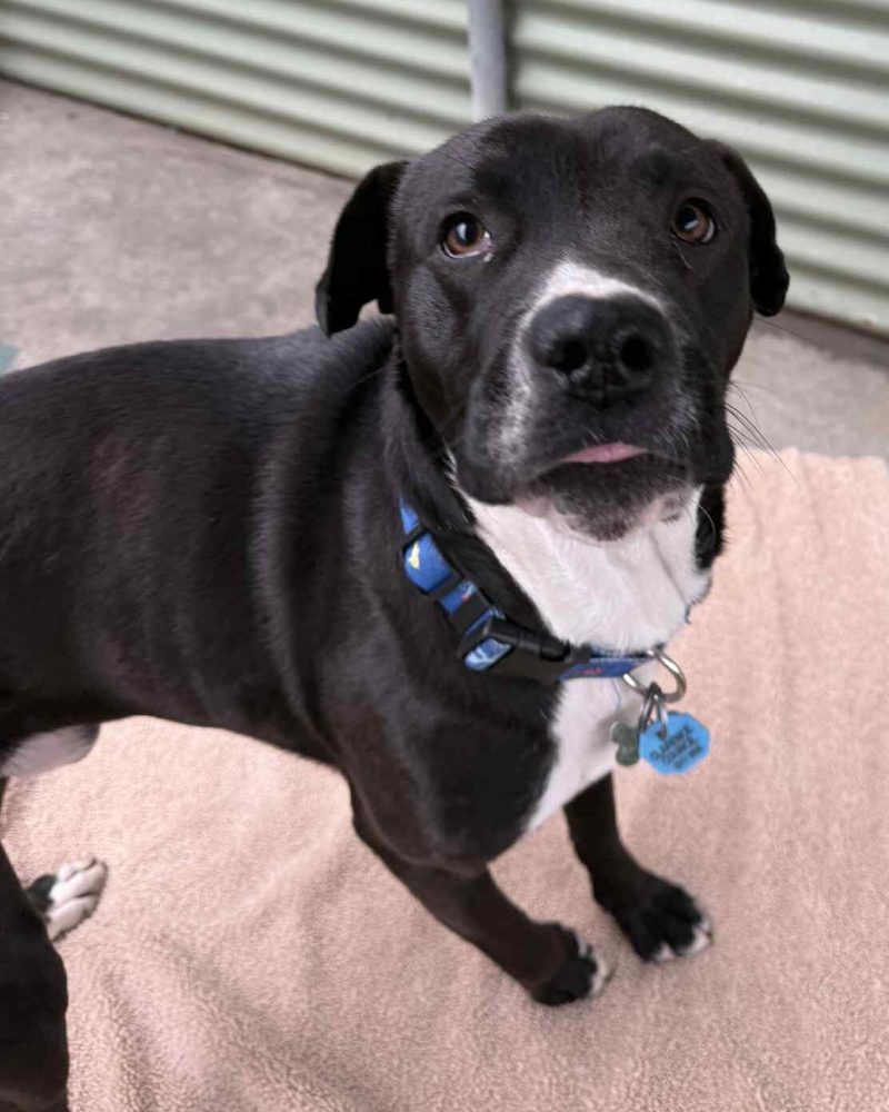 Ripley standing on a dog bed with a little tongue blep