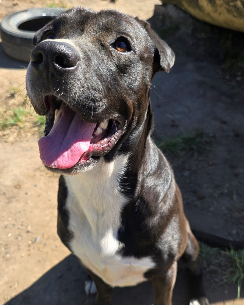 Ripley sitting outside in the sunshine looking happy