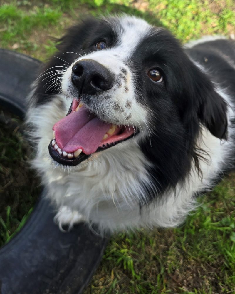 Rocky standing on a tyre looking at camera