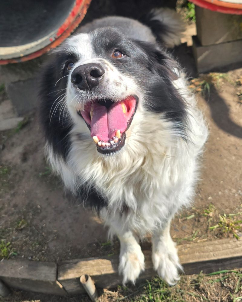 Rocky standing outside looking happy