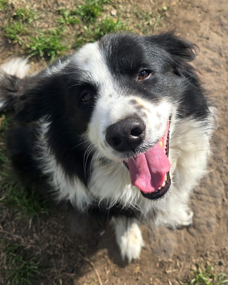 Rocky sitting outside looking happy