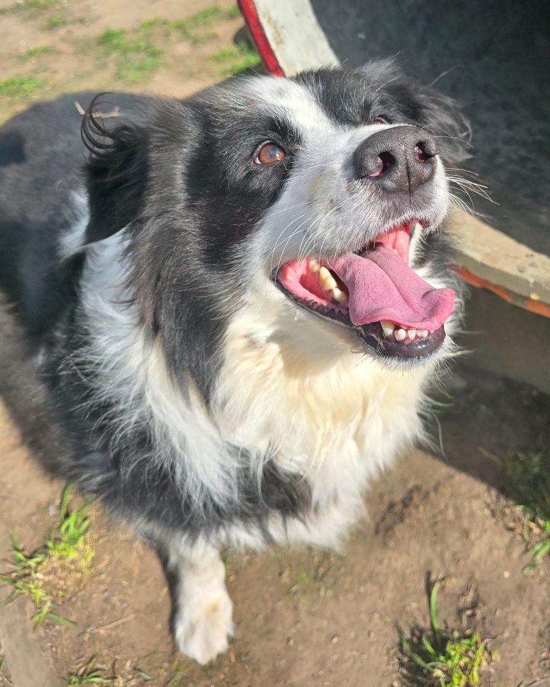 Rocky standing outside in the sunshine looking happy