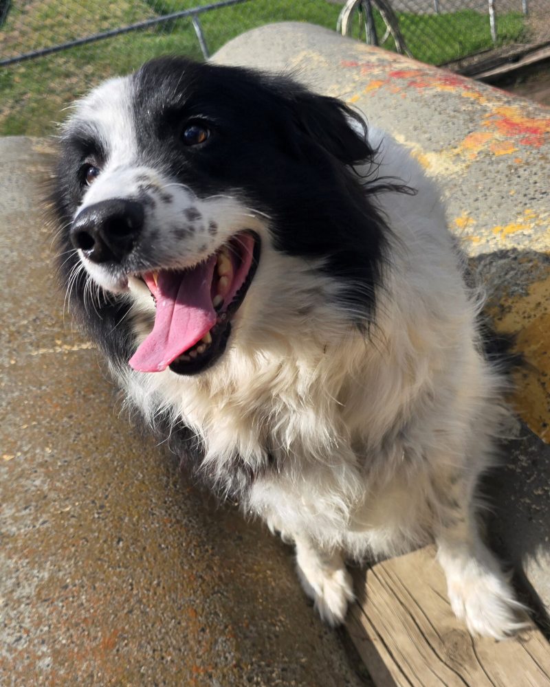 Rocky sitting on top of a play tunnel looking happy