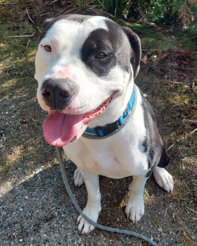 Roy sitting outside looking very happy