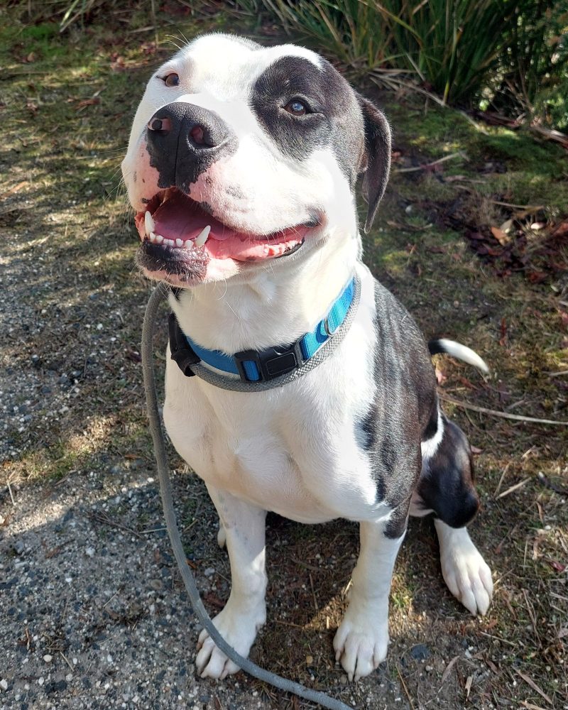 Roy sitting outside looking very happy
