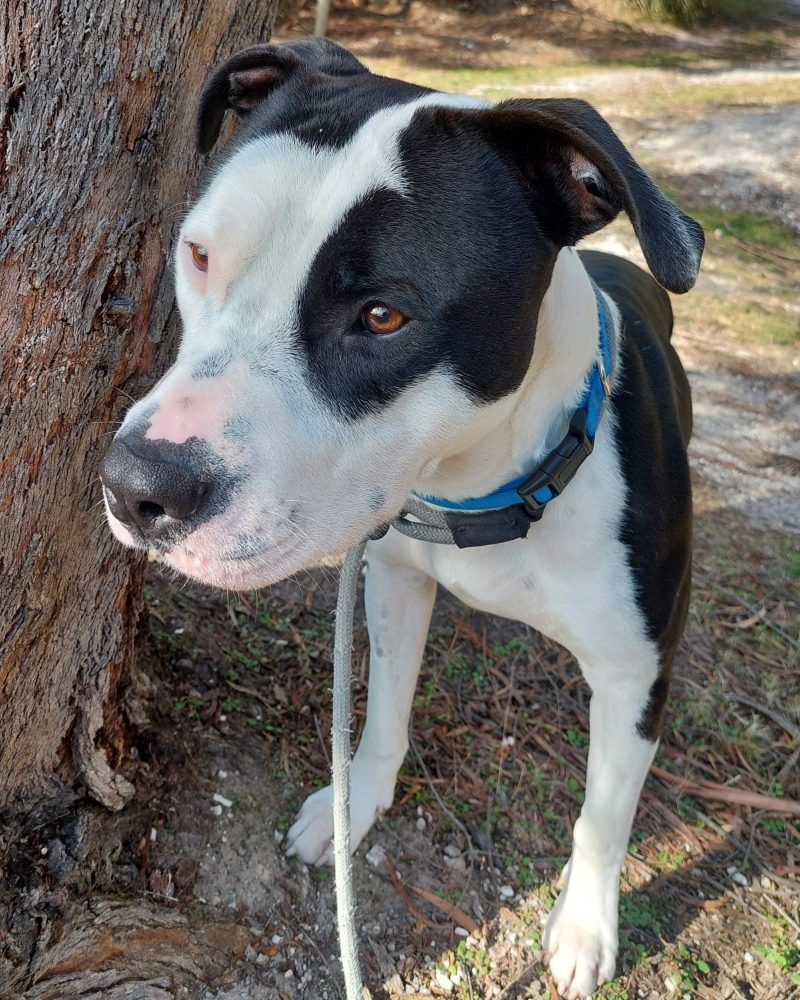 Roy standing outside next to a tree