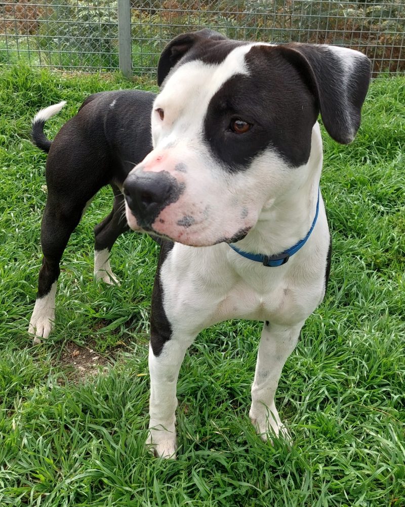 Roy standing outside looking to the left