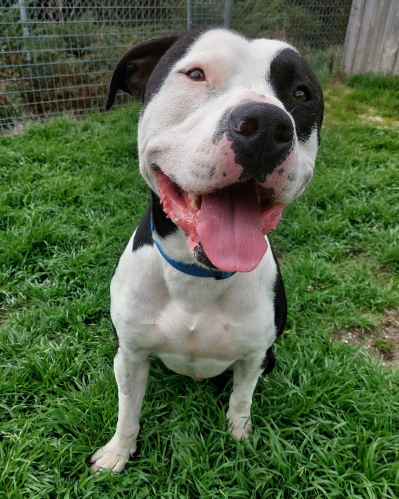 Roy sitting outside looking very happy